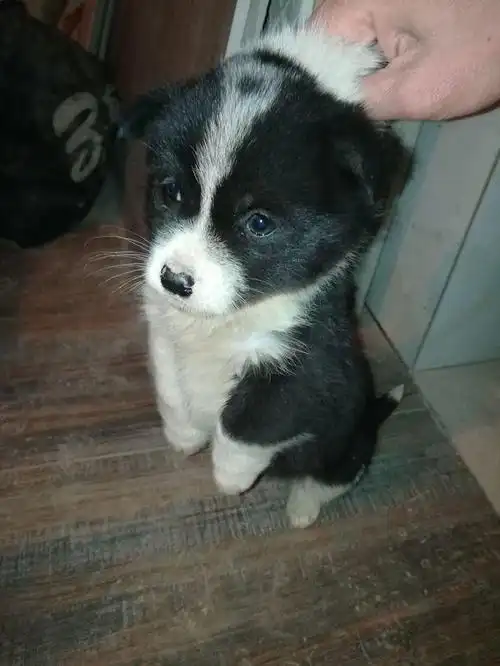 捡流浪狗有风水说法吗?被老人说白尾巴尖不吉利(1)