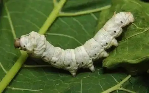 每个季节的养蚕方法? - 巴中在线