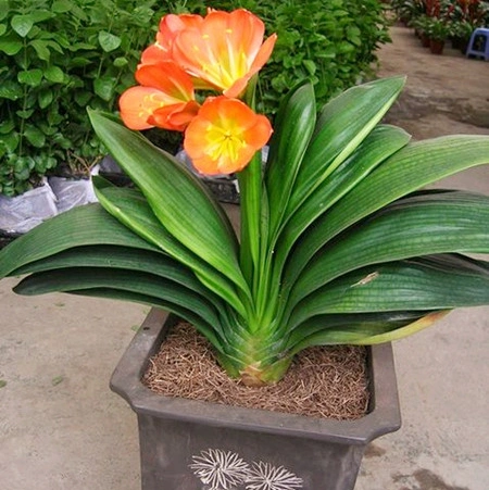 中国君子兰玩家网(中国君子兰玩家网东亮兰苑)