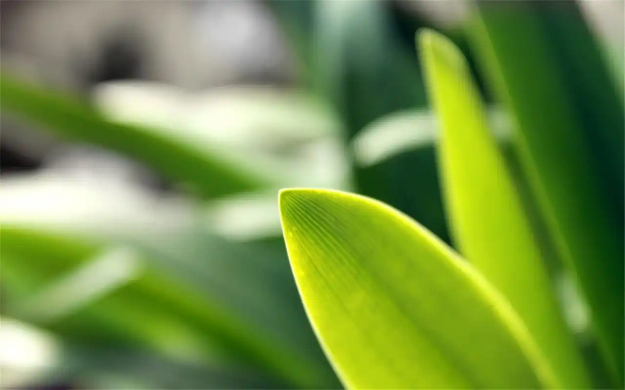 绿色护眼清新植物桌面壁纸高清大图预览1920x1080_风景壁纸下载_美桌