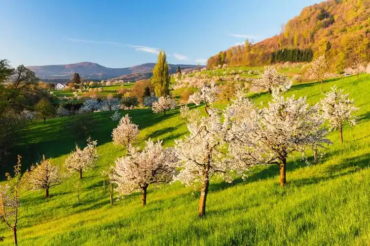 点击查看图片来源