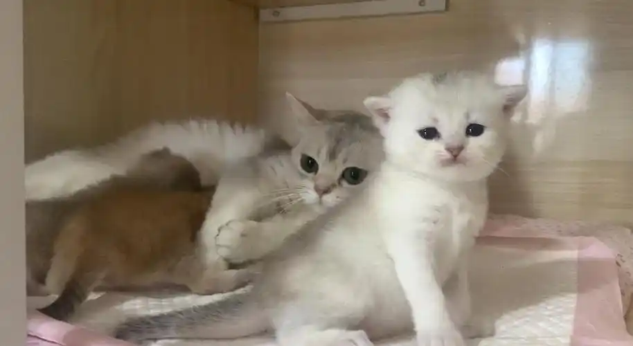 自家英短银渐层和金渐层宝宝 高颜值健康找新家啦