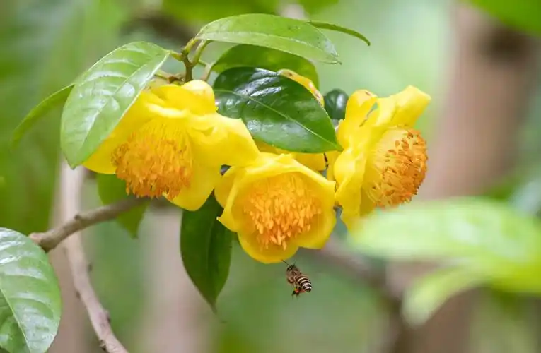 敖帅昌摄每年隆冬时节,随着一树树明黄色的金花茶次第绽放,广西钦州市