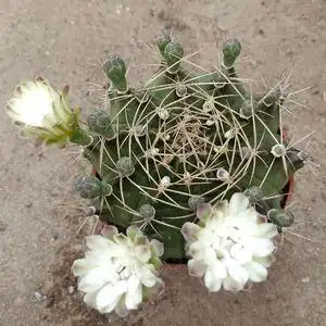 实生仙人球【翠晃冠】裸鄂属 开花易养 办公桌吸甲醛 防辐射盆栽