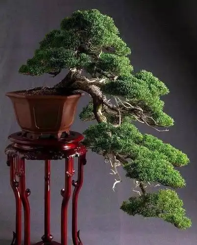 价值上亿的顶级盆景,美得无与伦比