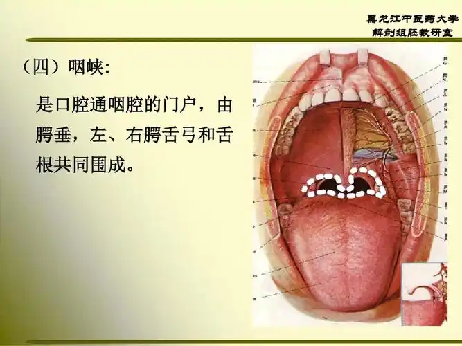 中医药大学 解剖组胚教研室 (四)咽峡: 是口腔通咽腔的门户,由 腭垂