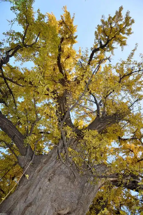 西安市长安区子午街办天子口村百塔寺号称"中国第一银杏树"饱经沧桑