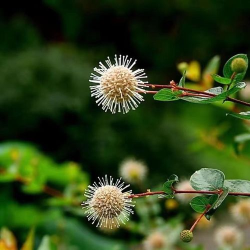 水杨梅开花结果水培鱼缸桩坨坨桌摆茶宠细水团花