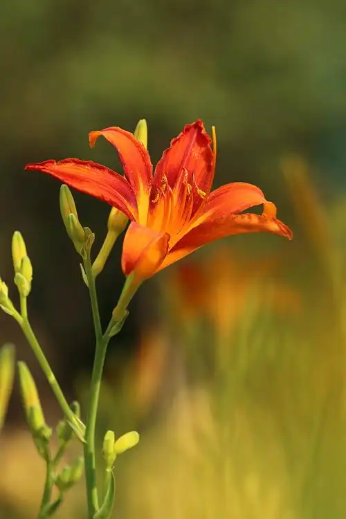 萱草3查看大图曝光:1/250 sec光圈:f9.