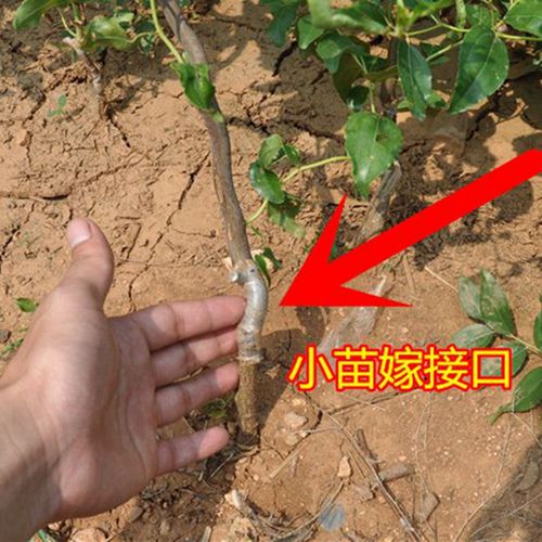 树苗枣树嫁接果树灵武长枣北方方地当年结果果树