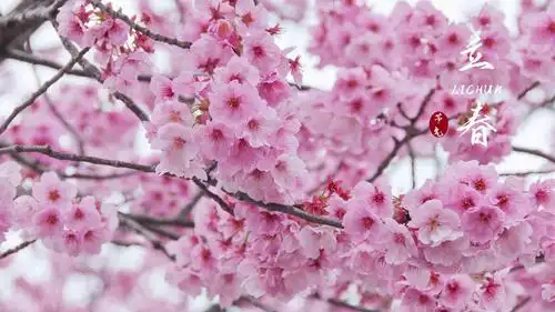 电脑壁纸 节日 节日合集 2021立春节气唯美樱花配图