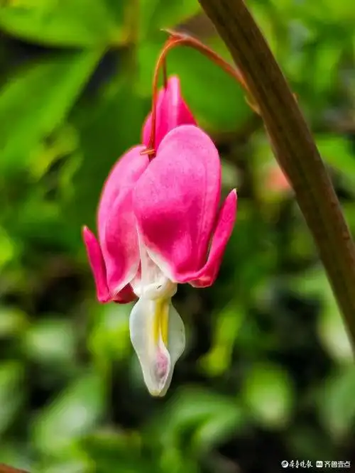 人见人爱的荷包牡丹,开出了一串小"爱心"