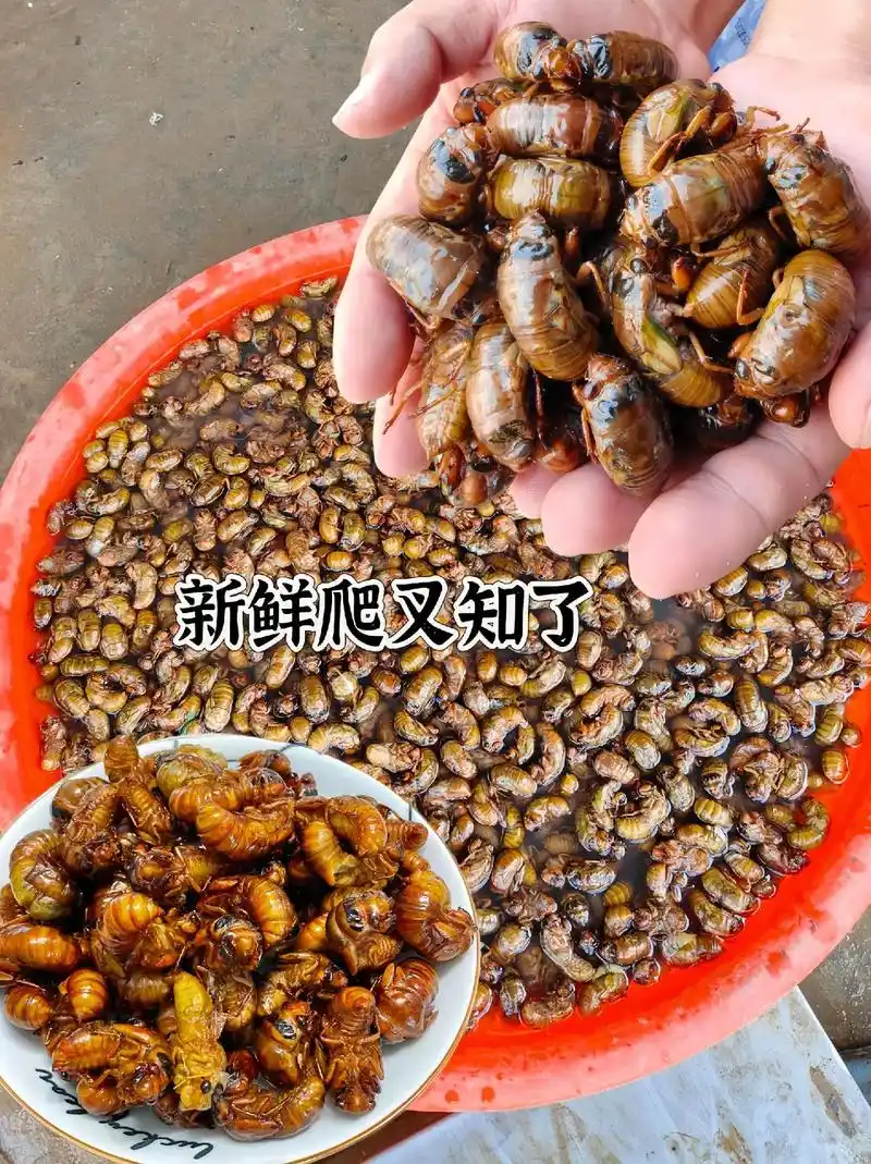 爬叉知了 这个夏天的小美好