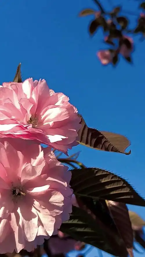 春天是大自然对你的馈赠今日份春天壁纸