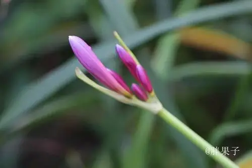 红蓝相间的石蒜