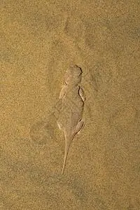 微角龙图片_微角龙素材_微角龙高清图片_摄图网图片下载_第2页