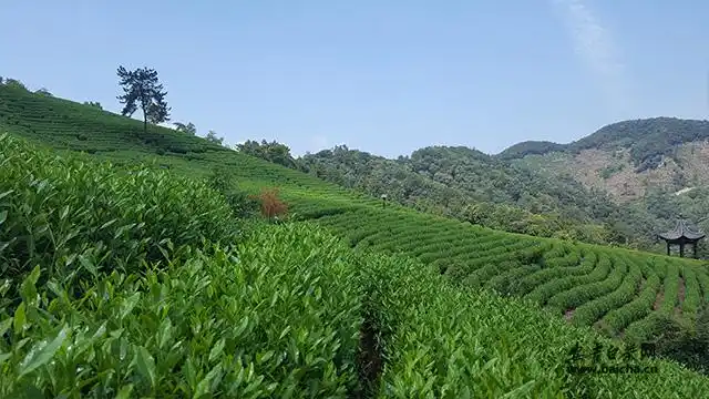 浙江安吉-白茶网是白茶产业服务平台,为宣传原产地的安吉白茶品牌