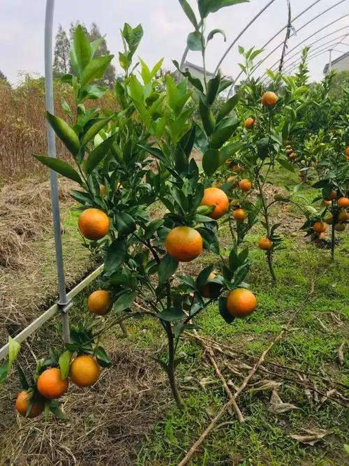 批发果树苗品种齐全欢迎你们的到来