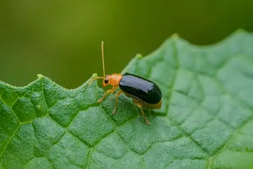 虫趣时光30_生态_poco摄影,微距,昆虫,花,虫,南方北方的冬