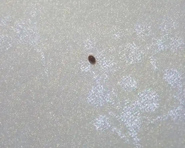 100 如题,现在卧室墙上床边有好多这种小虫到处乱爬,谁知道这虫子的