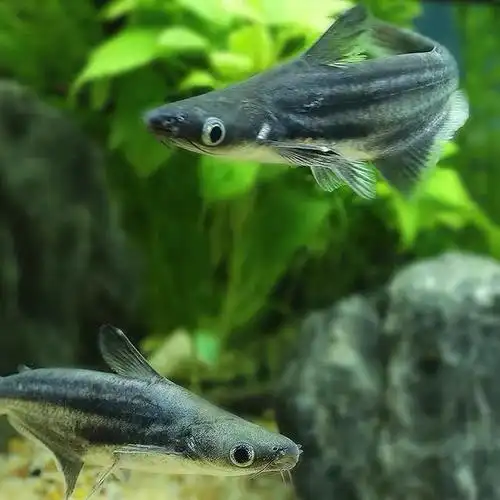 凶猛蓝鲨鱼白化鲨鱼淡水观赏鱼威武霸气底层鱼 蓝鲨10-12厘米2条