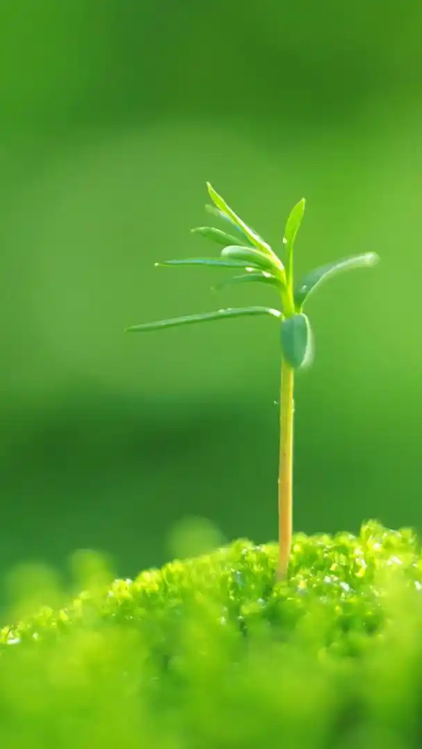 这款清新绿色护眼手机壁纸中,是一款嫩绿色唯美植物,翠绿的背景中是一
