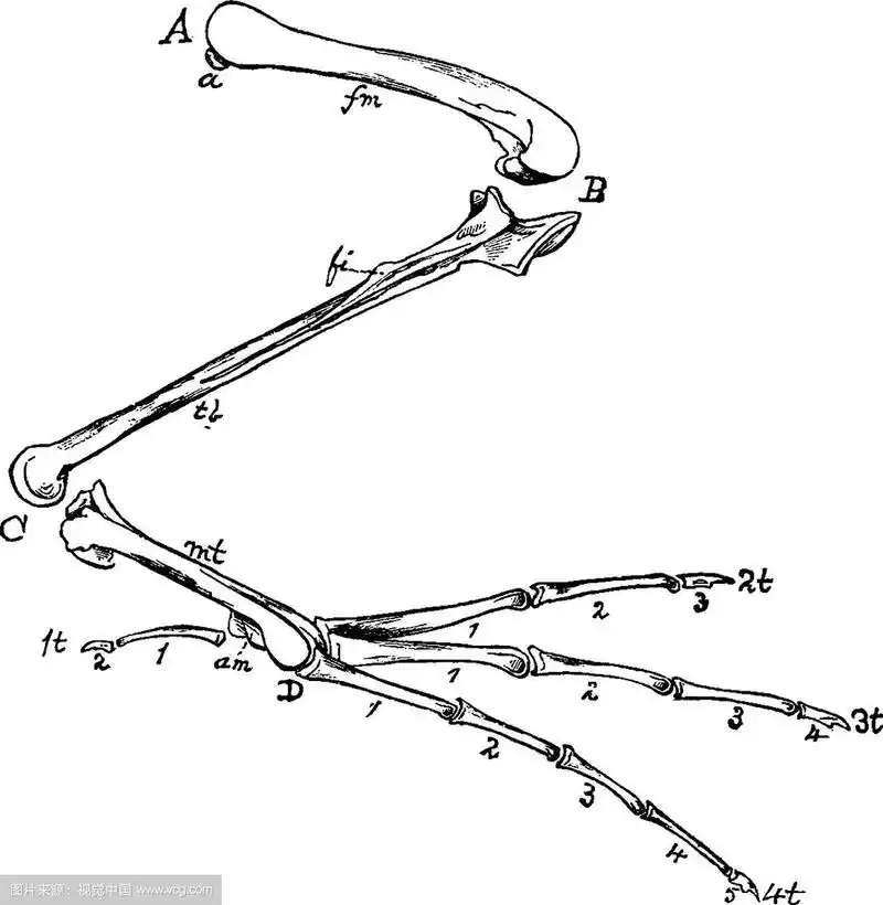 鸟后肢的骨头