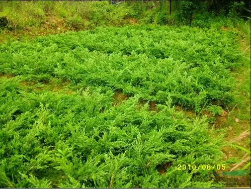 匍地柏的园林用途