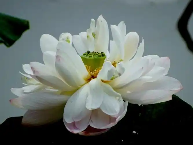 20140731重瓣荷花别样美