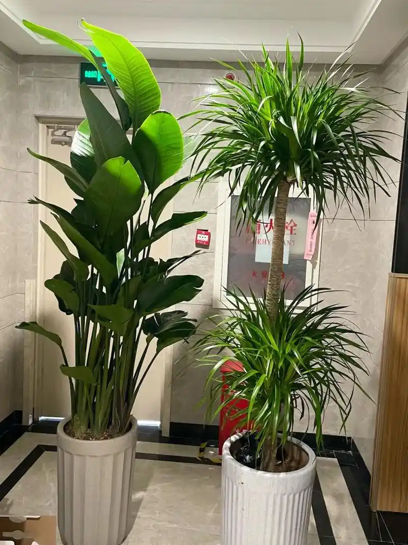 高大尚的室内绿植盆栽净化空气