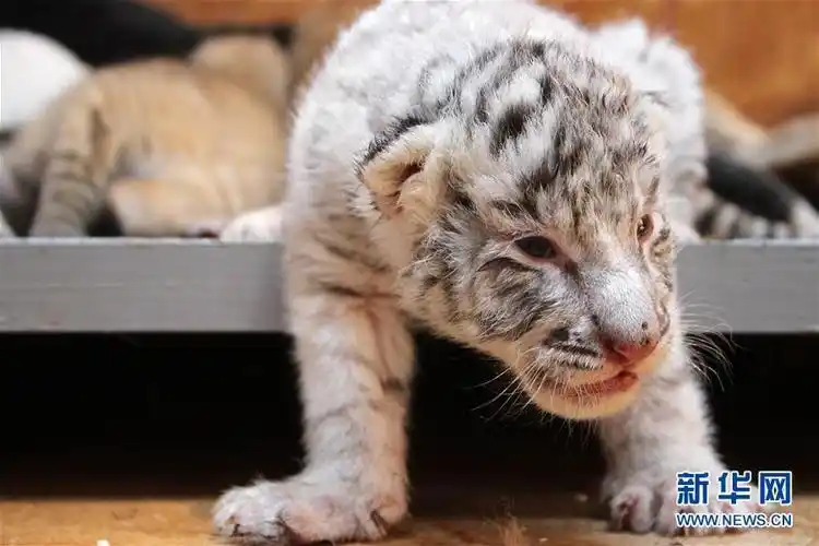 山东荣成:珍稀虎宝萌态十足