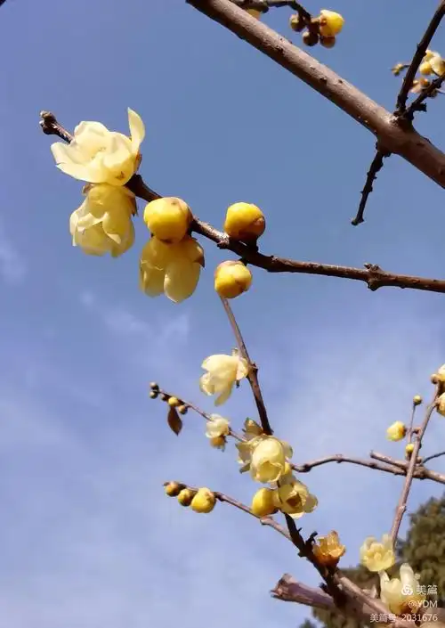 冬天腊梅花