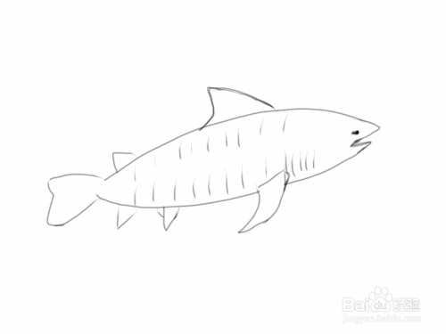 怎么画虎鲨艇简笔画