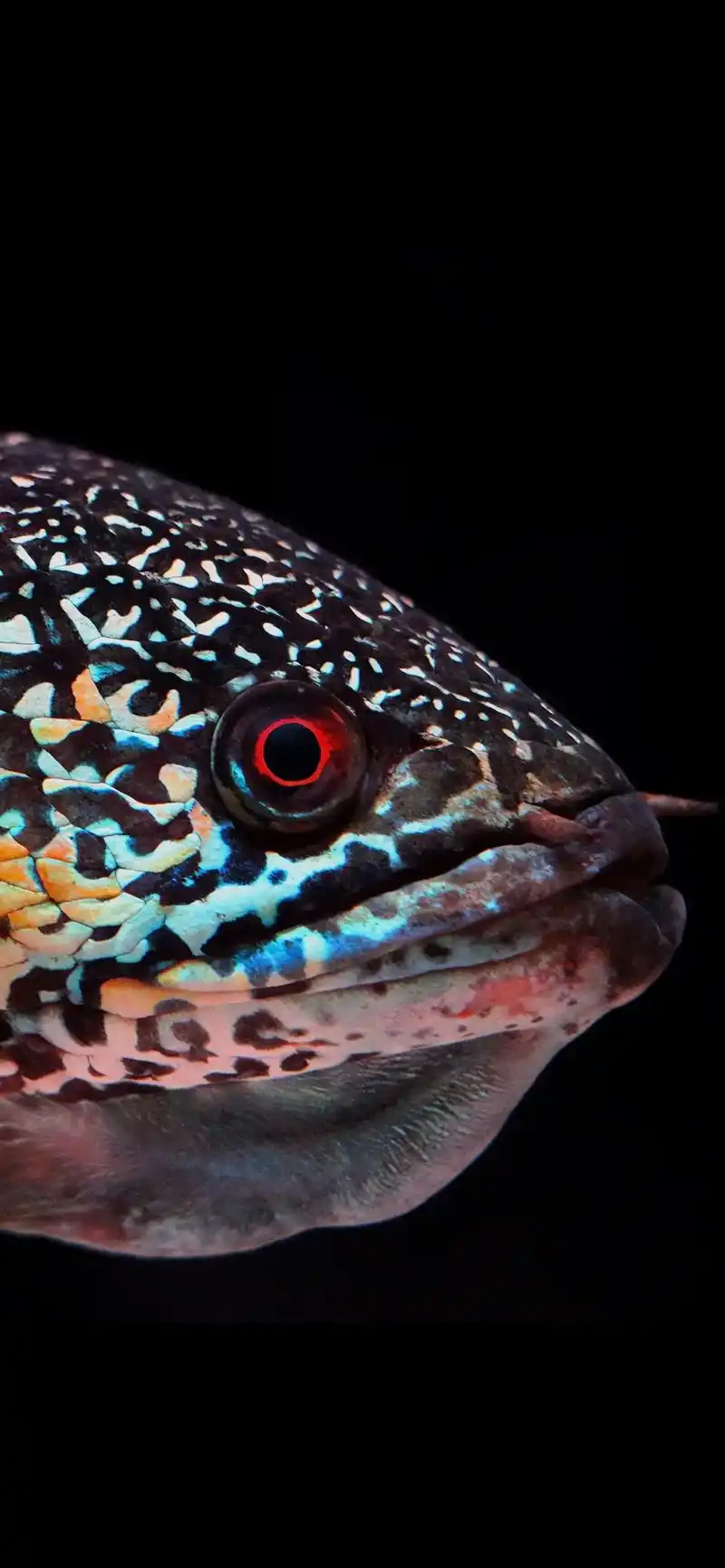 是时候玩一波图片了.#黄金眼镜蛇雷龙 #观赏鱼 #巴卡雷龙  - 抖音