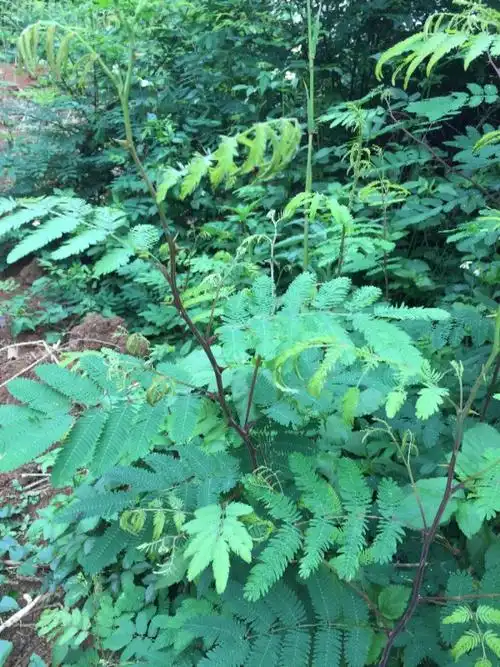 这种刺藤叫什么,什么属什么科