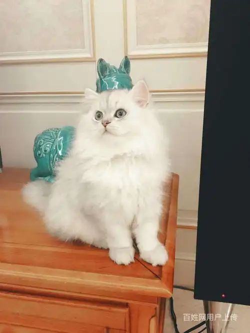 出售纯种金吉拉包邮_包养活_金吉拉图片_金吉拉吧