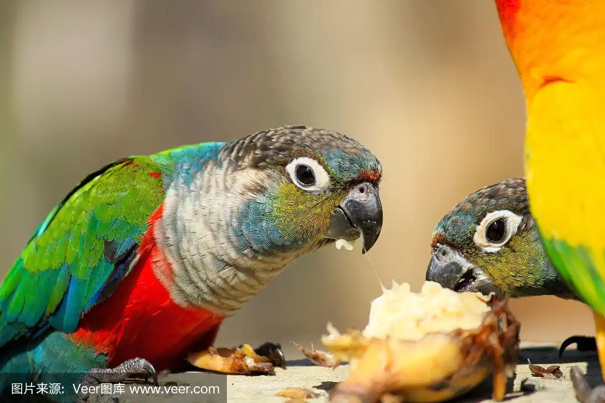 鹦鹉喜欢吃东西