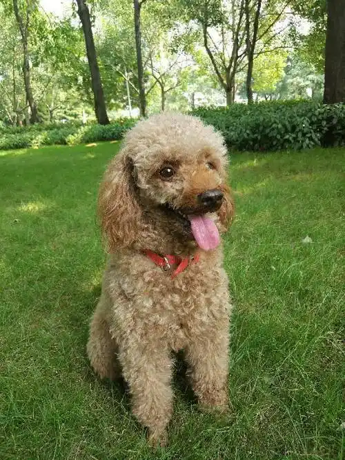 麻烦有认识的告诉我这是什么狗?卖家说是泰迪,我感觉嘴巴怎么那么长