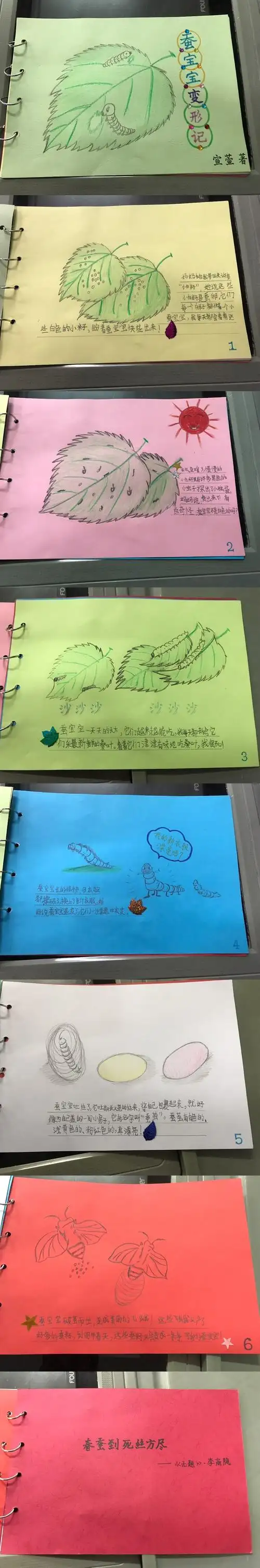 春蚕到死丝方尽……绘一幅蚕宝宝"变形记",给小伙伴们直观的科普一