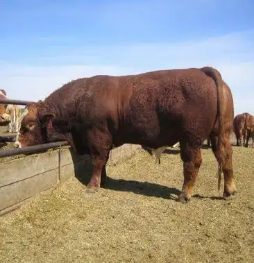 利木赞牛 !品相好 包技术 包运输 支持货到付款!