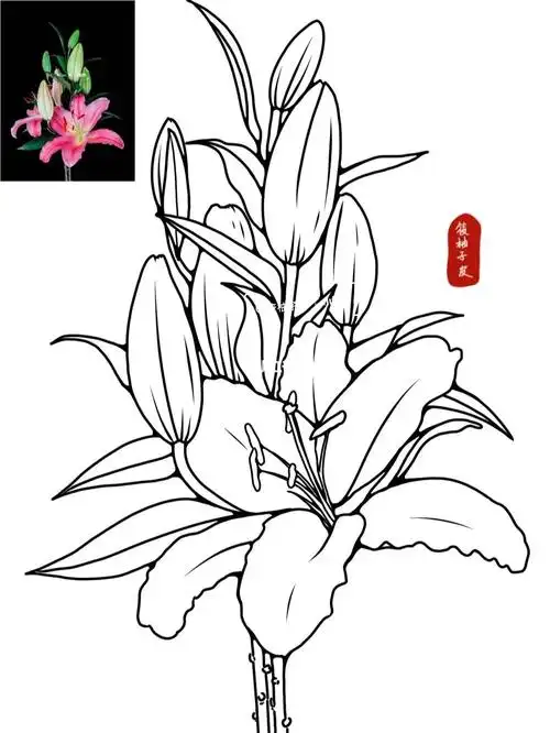 【线描花卉—百合花】(来一波线稿过程)