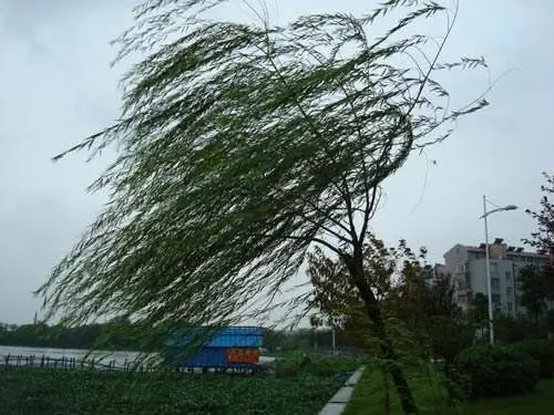 午后忽遇狂风大作