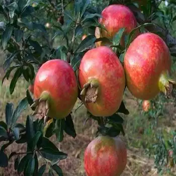 树石榴苗,石榴苗价格,石榴苗批发,石榴苗种植基地联系人:季经理微信号