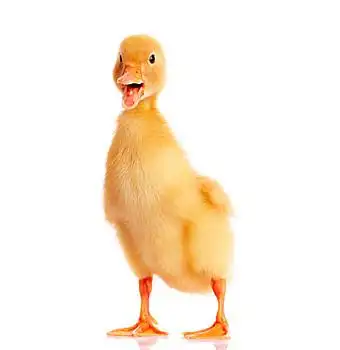 野鸭,泻湖巧克力拉布拉多犬,狗,游泳,过去,鸭子,诱饵,橙色,训练,嘴