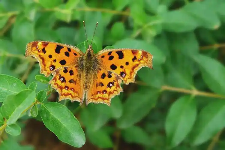 观察日记枯叶蝶