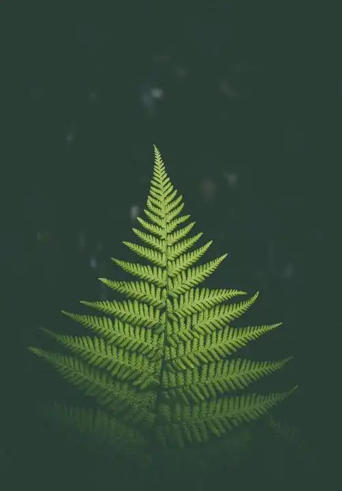 640_918竖版 竖屏