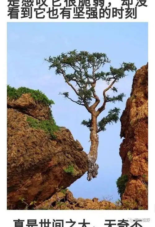 大千世界无奇不有这些奇树你见过吗
