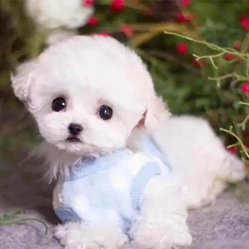 常识如今喂养茶杯犬主要是一些大都市家中,比如北京市