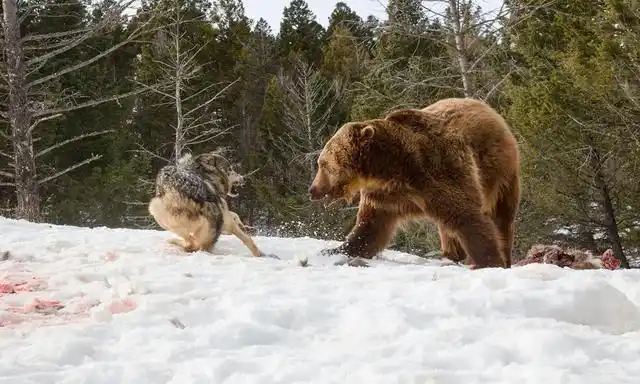 东北虎遇上西伯利亚狼群,猛虎真的架不住群狼吗?赢家是谁