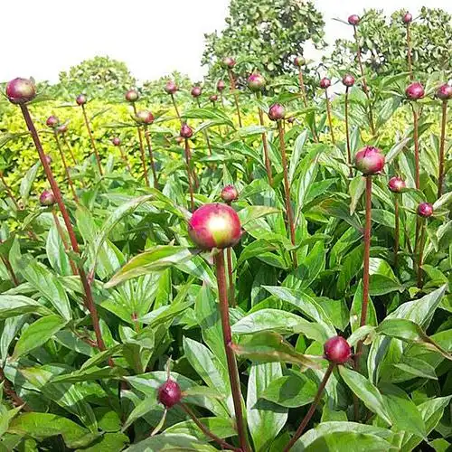 阳泉白芍药苗批发结果早